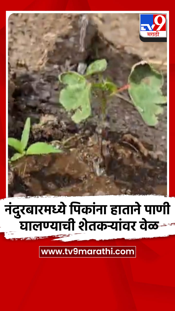 नंदुरबारमध्ये पिकांना हाताने पाणी घालण्याची शेतकऱ्यांवर वेळ-1701161