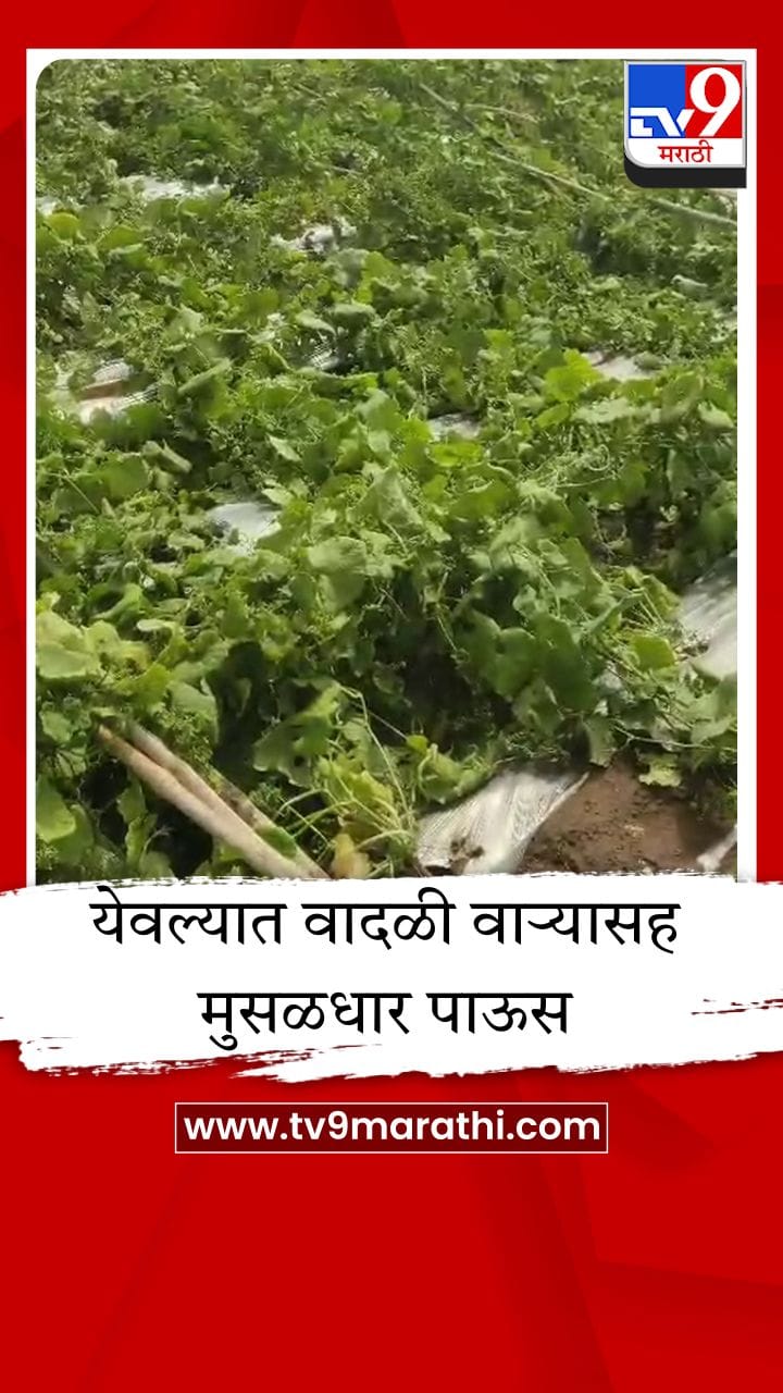 नाशिक येवला तालुक्यात वादळी वाऱ्यासह अवकाळी पाऊस; कांदा चाळीचे पत्रे उडाले, दोडक्याची बाग भुईसपाट-1686017