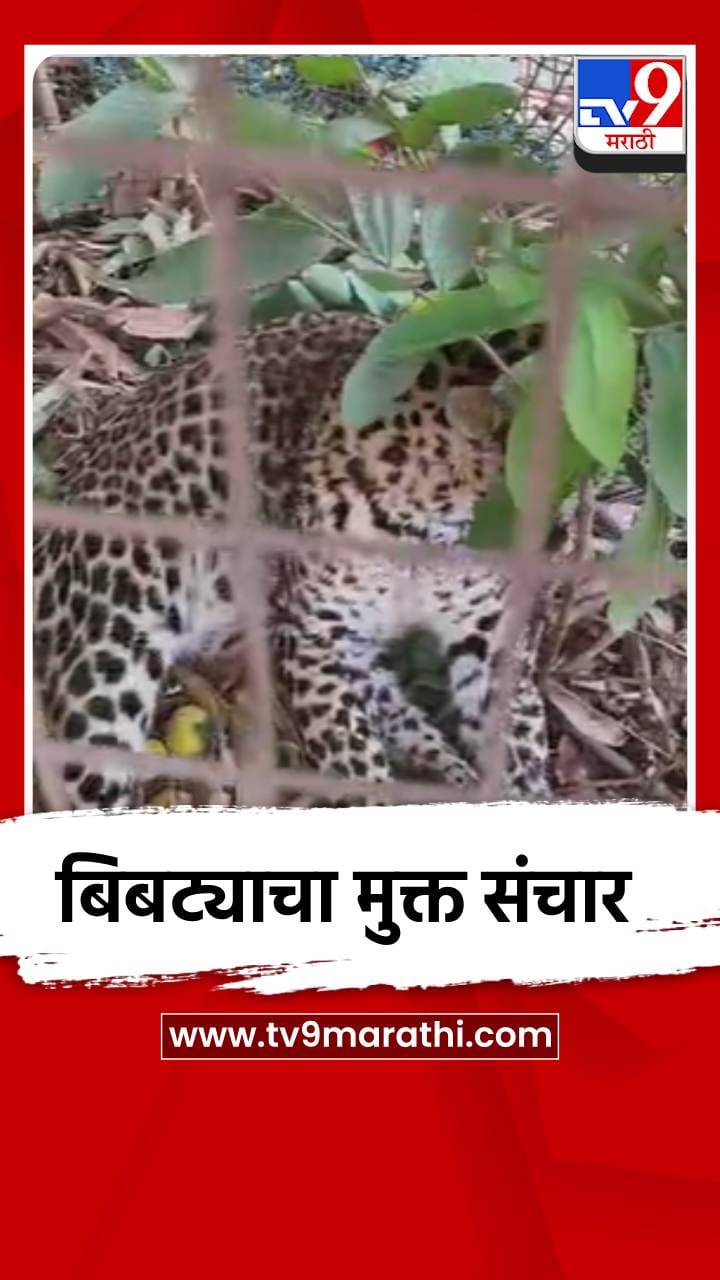 निफाड तालुक्यात पुन्हा बिबट्याचा मुक्त संचार-1686198