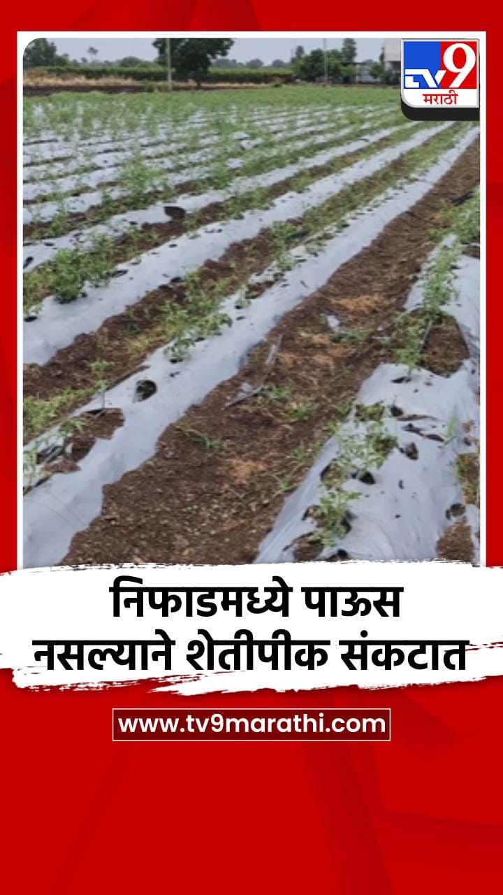 पावसाअभावी निफाडमध्ये पीक संकटात, जून महिना कोरडाच गेला-1699946