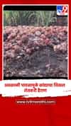 अवकाळी पावसामुळे कांद्याचा चिखल, शेतकरी हैराण