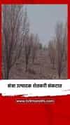 संत्रा उत्पादक शेतकरी संकटात