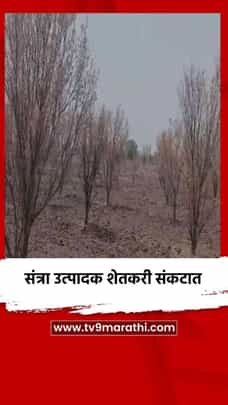 संत्रा उत्पादक शेतकरी संकटात-1688276