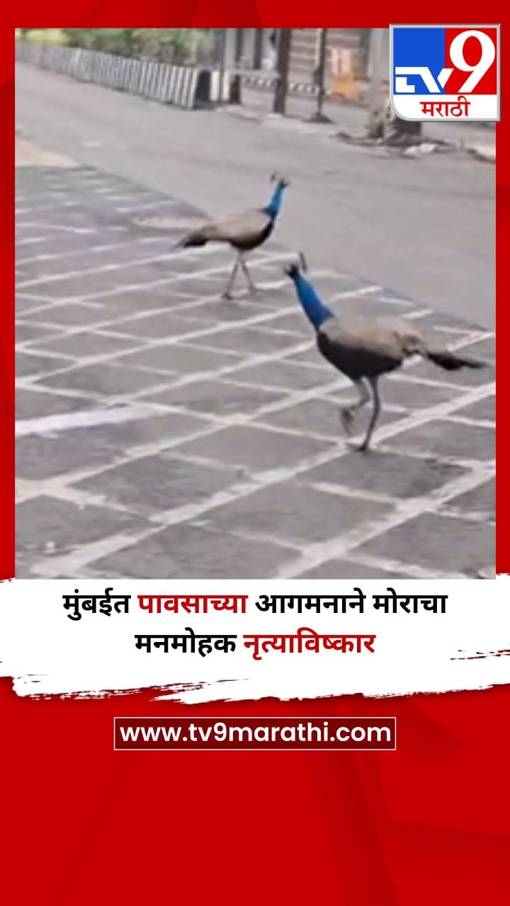 मुंबईत पावसाच्या आगमनाने मोराचा मनमोहक नृत्याविष्कार-1697045
