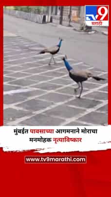 मुंबईत पावसाच्या आगमनाने मोराचा मनमोहक नृत्याविष्कार-1697045