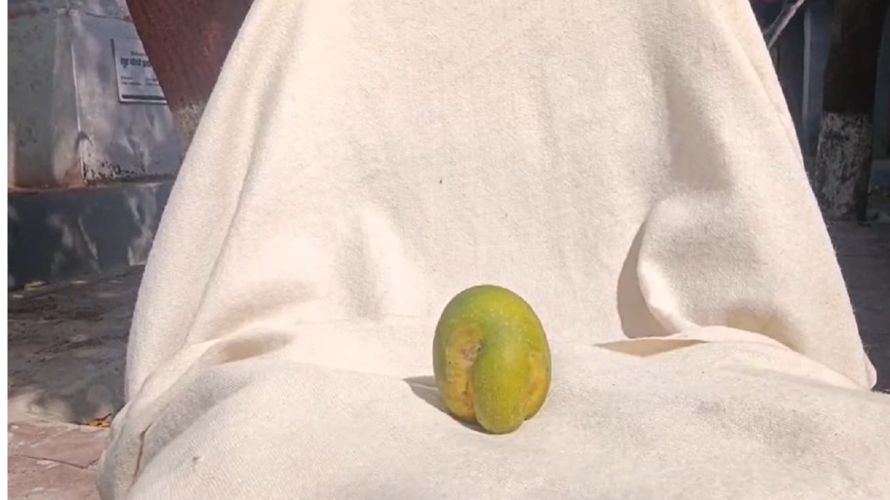  राजगड तालुका कृषी अधिकारी सुनील ईडोळे पाटील म्हणाले, हुबेहूब श्री गणपतीच्या आकाराचा आंबा तयार होणे हा केवळ योगायोग आहे. शास्त्रीय कारणानुसार या झाडाला कमी प्रमाणात नेत्र अन्नद्रव्ये मिळत असावी. तसेच जनुकीय बदलामुळे आंब्याचे एक फळ श्री गणपतीच्या आकारा सारखे तयार झाले आहे.