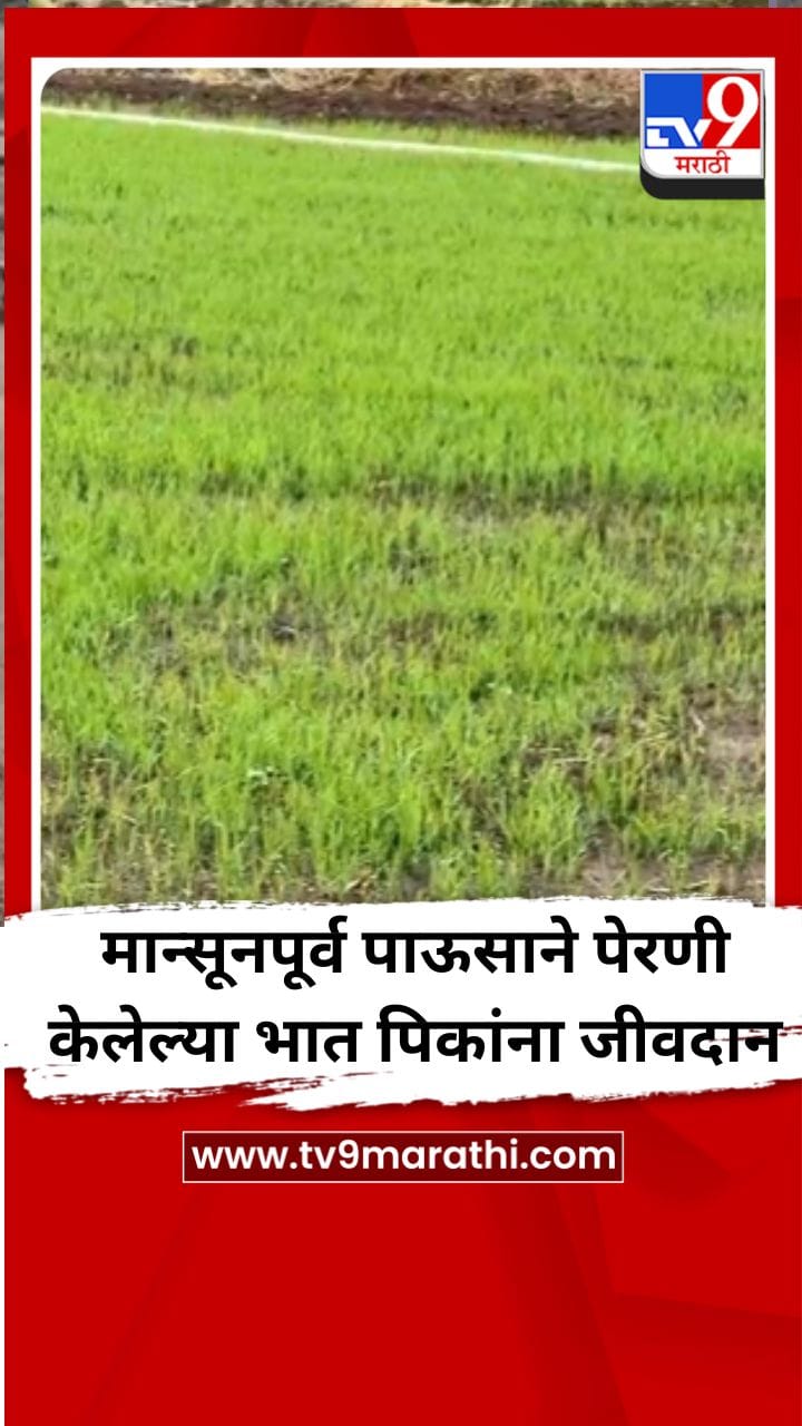मान्सूनपूर्व पाऊसाने पेरणी केलेल्या भात पिकांना जीवदान-1697618