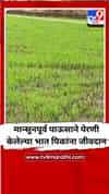 मान्सूनपूर्व पाऊसाने पेरणी केलेल्या भात पिकांना जीवदान