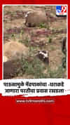 पाऊस लांबल्याने मेंढपाळांचा -घराकडे जाणारा परतीचा प्रवास रखडला