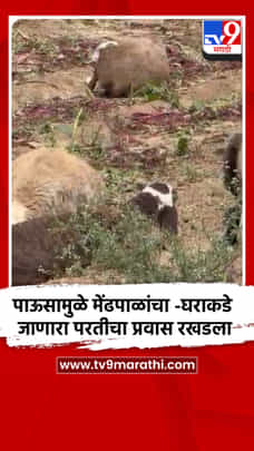 पाऊस लांबल्याने मेंढपाळांचा -घराकडे जाणारा परतीचा प्रवास रखडला-1694998