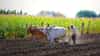Farmer Loan Waiver: 2019 मध्ये कर्जमाफी मिळालेल्या शेतकर्‍यांसाठी आनंदवार्ता! आता कोणता मिळणार फायदा?