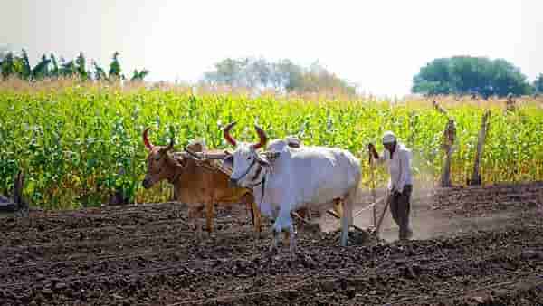 Farmer Loan Waiver: 2019 मध्ये कर्जमाफी मिळालेल्या शेतकर्यांसाठी आनंदवार्ता! आता कोणता मिळणार फायदा?