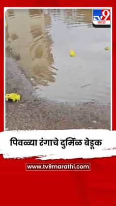 पिवळ्या रंगाचे दुर्मिळ बेडूक पाहण्यासाठी नागरिकांची गर्दी-1700571