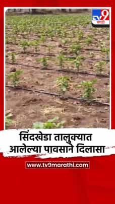 सिंदखेडा तालुक्यात पाऊस आल्याने दिलासा-1699433
