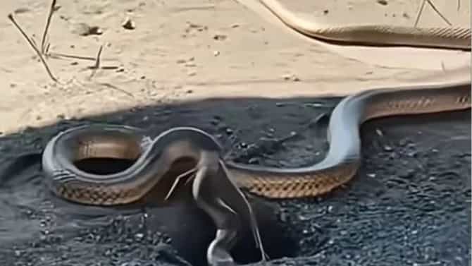 हे झाड आयुष्यात कधीच घराजवळ लावू नका, असतो सापांचा डेरा, तुमच्याही परिसरात आहे का?