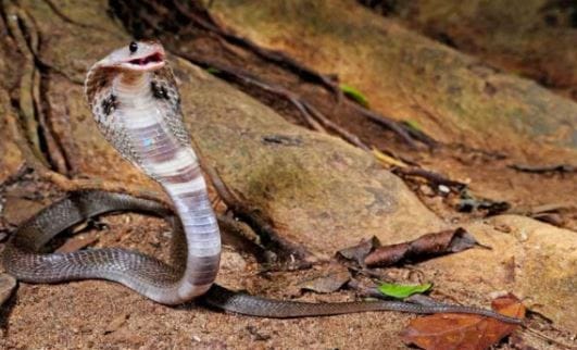 पावसाळ्यात तर साप खूप दिसतात. उन्हाळ्यात स्वत:चे संरक्षण करण्यासाठी ते सुरक्षित ठिकाणी दडून बसलेले आहेत. ते पावसाळ्यात बाहेर येत असल्याने तुम्हाला तुमच्या बागेत, घरातही साप दिसायला लागतात.