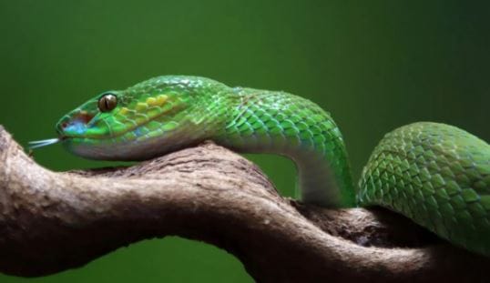अशा स्थितीत योग्य ती काळजी घेणे गरजेचे आहे. घरात साप येऊ नये म्हणून तुम्हाला वेगवेगळे उपाय करता येतात. परंतु एक वनस्पती आहे. ती वनस्पती तुम्ही लावली तर साप फिरकतही नाहीत, असे म्हटले जाते. या वनस्पतीचे नाव वर्मवूड असे आहे.