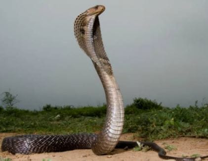 वर्मवूड या वनस्पतीचा वास कडू असतो. कडू गंध असल्याने साप या वनस्पतीच्या जवळही फिरकत नाही, असे म्हटले जाते. त्यामुळेच ही वनस्पती जर तुम्ही बागेत लावली तर घरात साप येण्याची शक्यता कमी होते, असा दावा केला जातो.