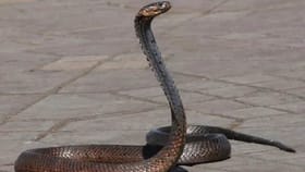 घरातली ही जागा म्हणजे सापाचं आवडतं ठिकाण, गेले की नागोबा दिसणारच!