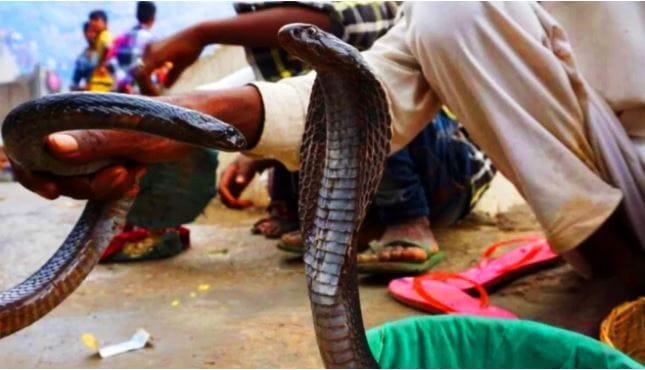 आपला फणा बाहेर काढून साप स्वत:चे रक्षण करण्याचा प्रयत्न करतो. प्रसंगी तो हल्ला करायला आलेल्या व्यक्तीला, प्रण्याला दंशदेखील करतो. हल्ला करणारा पळून गेला की तेवढ्याच वेळात साप स्वत:चे रक्षण करण्यासाठी तिथून पळून जातो. 