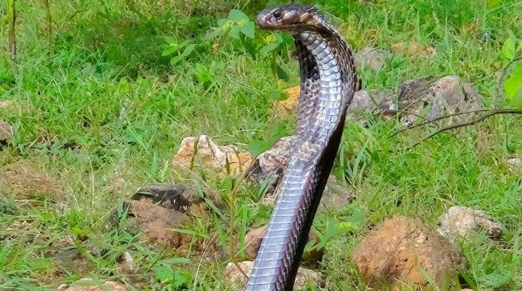 मादा साप पिलांना जन्म देण्यासाठी दिलेली अंडी खाऊन घेते, असे म्हटले जाते. परंतु सत्य मात्र काहीसे वेगळे आहे. सापातील प्रत्येक प्रजात स्वत:चे अंडे खात नाही. मादा साप मुद्दामहून स्वत: दिलेले अंडे खात नाही. 
