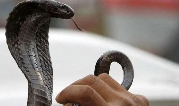 सापाचं नाव जरी काढलं तरी अनेकजण घाबरतात. काही साप विषारी असतात त्यामुळे सापाने दंश करू नये यासाठीच अनेकजण प्रयत्न करतात. परंतु तुमच्या घरातच अनेक ठिकाणी साप असू शकतो.