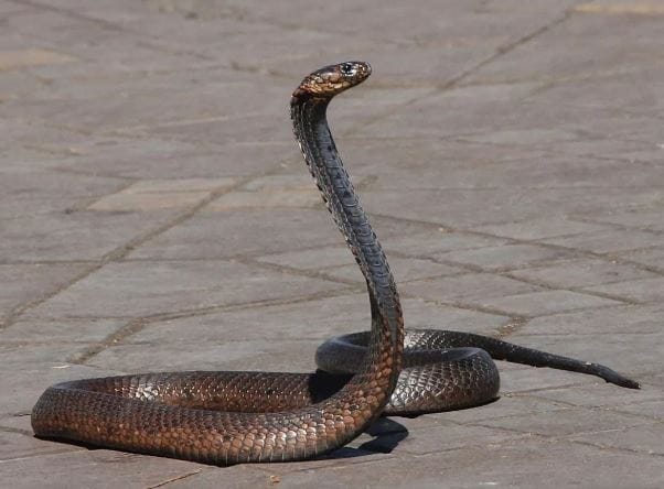 पावसाळा आला की साप बिळातून बाहेर येतो. अशा वेळी घरात साप अनेक ठिकाणी दुसून येतो. पावसात साप दिसण्याचे प्रमाण वाढते. त्यामुळे अशा वेळी योग्य काळजी घेणे खूप गरजेचे आहे. थोडं जरी दुर्लक्ष केलं तरी साप तुम्हाला चावण्याची शक्यता असते.