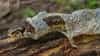 Snake Fact: कात टाकल्यावर साप होतो हिंसक? कात दिसताच सावध व्हा