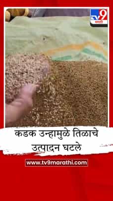 तीव्र उन्हाचा तिळाच्या पिकाला मोठा फटका; वर्ध्यात उत्पन्नात घट झाल्याने शेतकरी अडचणीत-1683927