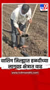 वाशिम जिल्ह्यात हळदीच्या लागवड क्षेत्रात वाढ