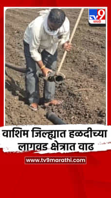 वाशिम जिल्ह्यात हळदीच्या लागवड क्षेत्रात वाढ-1689592