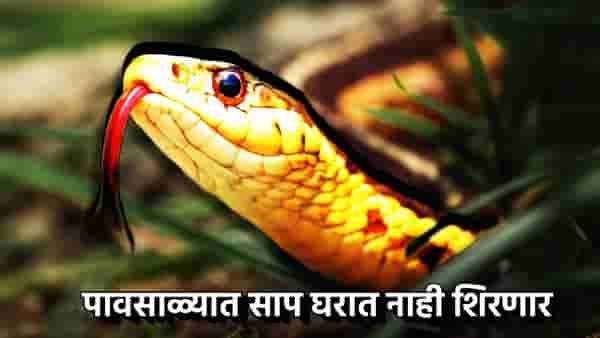 पावसाळ्यात साप घरात नाही शिरणार, ते चार जबरदस्त उपाय... खबरदारी घेतल्यानेच धोका टळणार