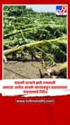 वादळी वाऱ्याने झाडे उन्मळली, आमदार अमोल जावळे यांच्याकडून प्रशासनाला पंचनाम्याचे निर्देश