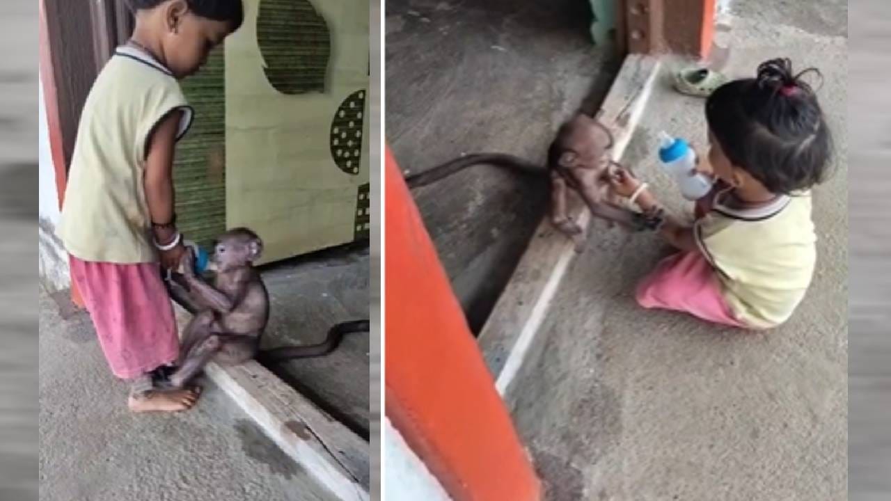 स्वार्थाच्या युगात माणुसकी हरवत चालल्याची चर्चा होत असताना, वैष्णोरा गावातील ठाकरे कुटुंबाने एका मुक्या जीवाला दिलेला आधार आणि प्रेम समाजासमोर संवेदनशीलतेचा आदर्श ठेवणारे आहे. माणूस आणि प्राणी यांच्यातील प्रेम, विश्वास आणि जिव्हाळ्याचे हे नाते अनेकांच्या मनाला स्पर्शून जाणारं ठरतंय.