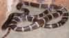 Snake Hotspots in World : ही ठिकाणं म्हणजे सापांचा हॉट स्पॉट; फिरायला जाण्याआधी 100 वेळा ..