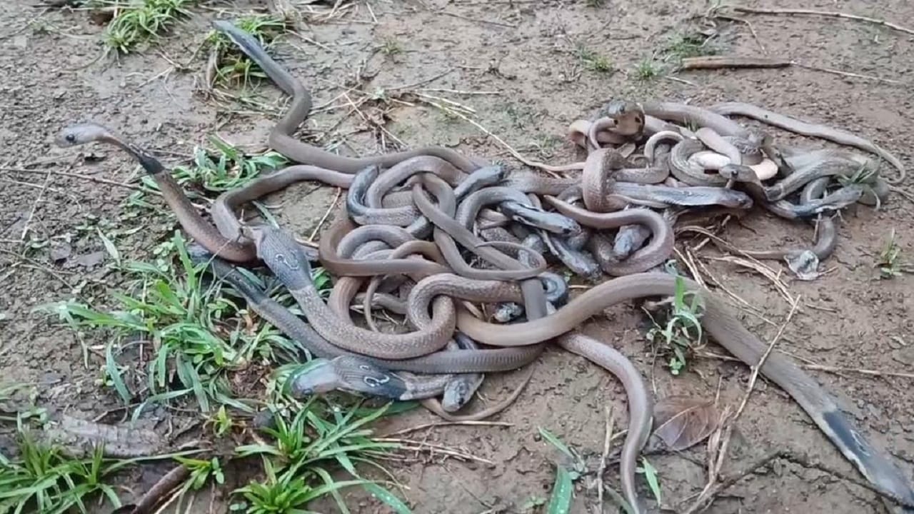 साप, नाग यांचा विषय जरी काढला तरी भीती वाटते. कारण विषारी सापांनी चावा घेण्यामुळे मृत्यू हा निश्चित असतो. आता पावसाळा सुरु झाल्यामुळे सापांचा वावर वाढला आहे. मानवीवस्तीत साप दिसत आहेत. आता तर एका घरात ब्बल 40 नागांची पिल्ले आणि दोन विषारी नाग घुसलवे आहेत. ज्यामुळे परिसरात खळबळ माजली आहे.