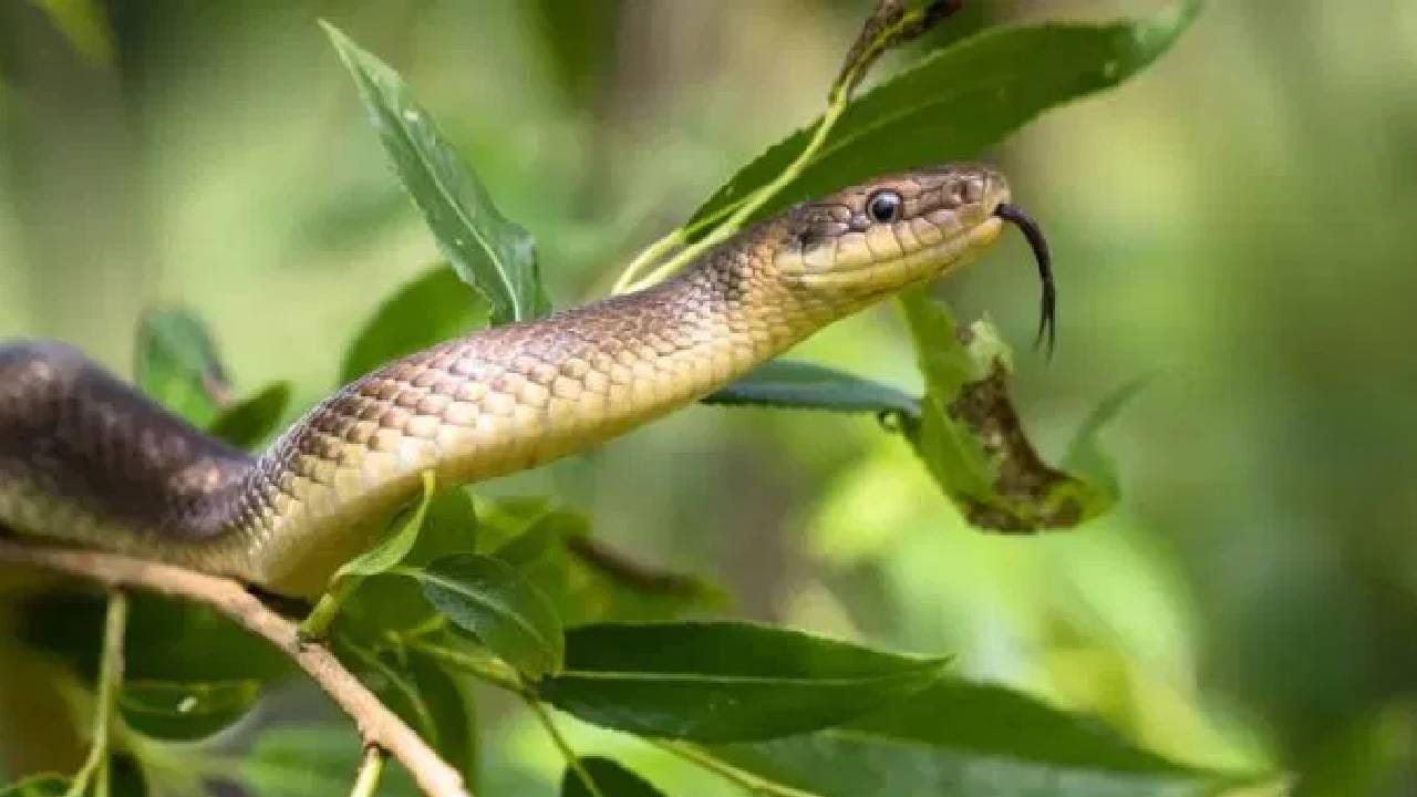 जगभ्रमंती करणाऱ्या लोकांना निसर्गाच्या सान्निध्यात वेळ घालवायला खूप आवडते. हिरवीगार जंगले, उंच पर्वत, नद्या आणि सुंदर नैसर्गिक स्थळे पर्यटकांना नेहमी आकर्षित करतात. मात्र, जगातील काही ठिकाणे अशीही आहेत जिथे या निसर्गसौंदर्यासोबतच विषारी सापांचा धोका कायम असतो.  साप चावण्याचा धोका बहुतांश पर्यटकांसाठी कमी असला, तरी काही देश आणि प्रदेशांमध्ये दरवर्षी हजारो सापदंशाच्या घटना घडतात. यामागे तेथील उष्ण हवामान, घनदाट जंगल, शेतीप्रधान भाग आणि विषारी सापांच्या मोठ्या संख्येने असलेली उपस्थिती ही प्रमुख कारणे आहेत. जगातील कोणते प्रदेश सापांच्या धोक्यासाठी सर्वाधिक ओळखले जातात, जाणून घेऊया सविस्तर. ( All Photos : Social Media)
