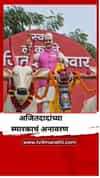 जळगावच्या अमळनेर बाजार समितीमध्ये अजितदादांच्या बैलगाडीवरील पूर्णाकृती स्मारकाचे अनावरण