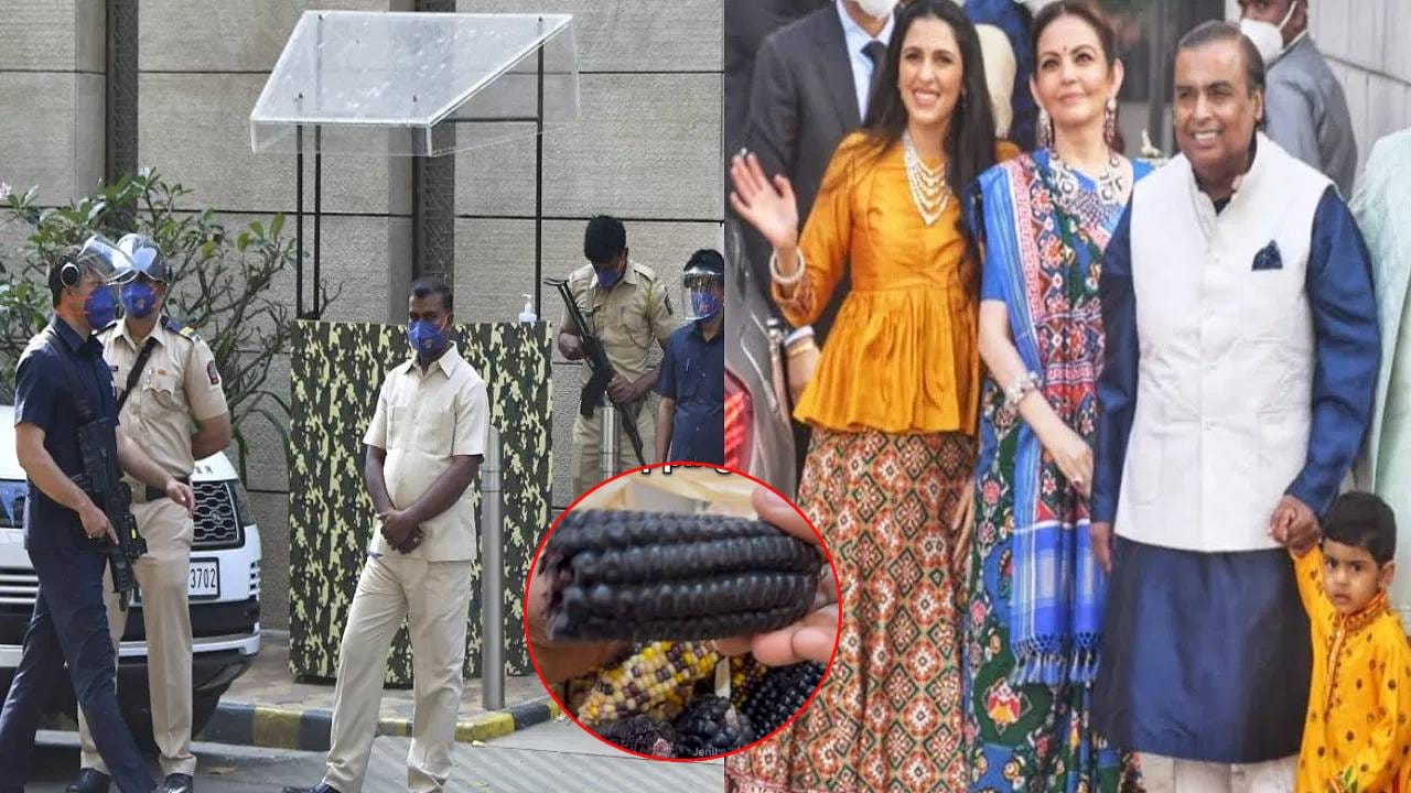 मुंबईत अंबानी कुटुंबीय आणि सेलिब्रिटी कुठून शॉपिंग करतात याचा व्हिडीओ एका इन्फ्लूएंसरने शूट केला आहे. हा व्हिडीओ सध्या सोशल मीडियावर तुफान व्हायरल झाला आहे. व्हिडीओमध्ये त्याने अनेक देशांतून येणाऱ्या भाजीपाल्याची किंमत सांगितली आहे.