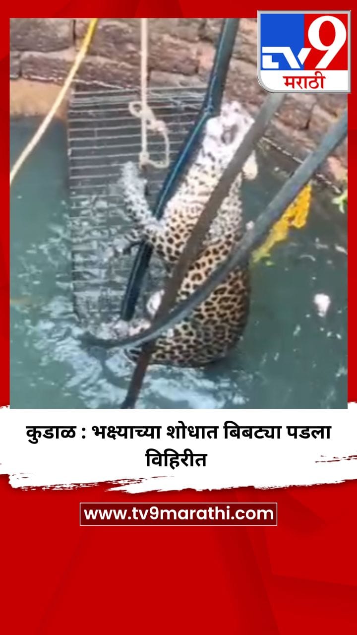 कुडाळ : भक्ष्याच्या शोधात बिबट्या पडला विहिरीत-1711569