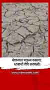 भंडाऱ्यात पाऊस रुसला; धानाची रोपे करपली!