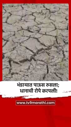 भंडाऱ्यात पाऊस रुसला; धानाची रोपे करपली!-1712064