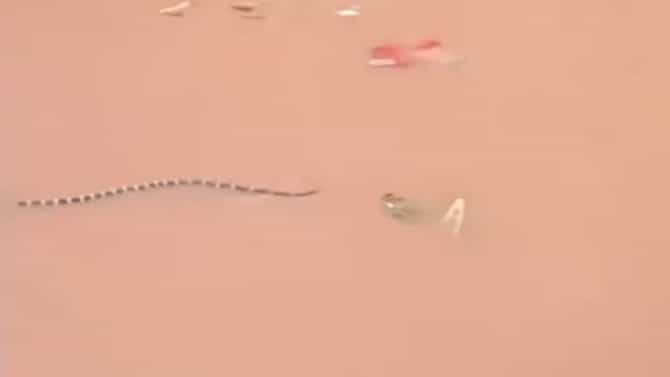 पुराच्या पाण्यात वाहून आलेले साप थेट घरात शिरले, नागरिकांची तारांबळ; Video पाहून अंगावर येईल काटा