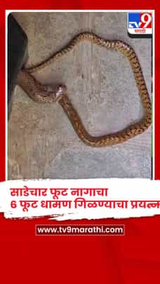 साडेचार फूट नागाने केला 6 फूट धामण गिळण्याचा प्रयत्न-1713410