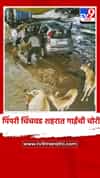 पिंपरी चिंचवड शहरात गाईची चोरी, धक्कादायक घटना सीसीटीव्ही कॅमेऱ्यात कैद