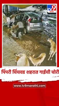 पिंपरी चिंचवड शहरात गाईची चोरी, धक्कादायक घटना सीसीटीव्ही कॅमेऱ्यात कैद-1722197
