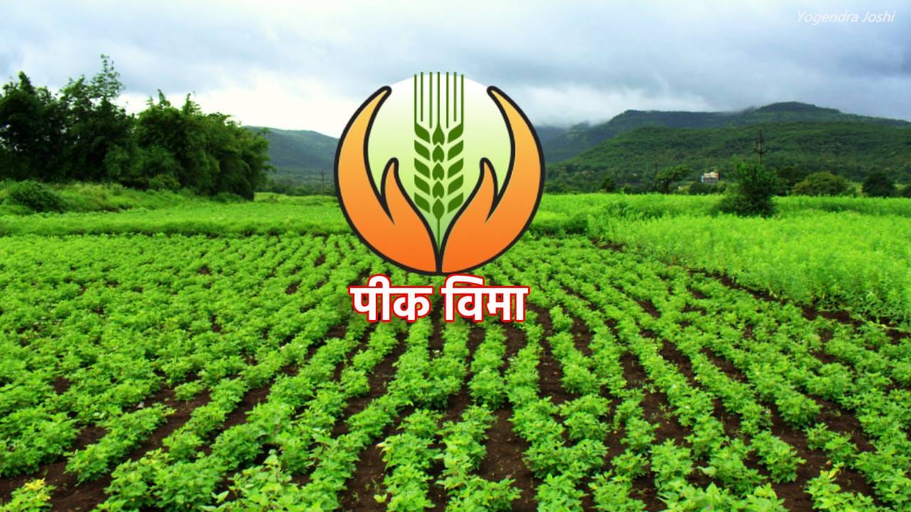 Crop Insurance: पीकविमा मिळण्याचा मार्ग मोकळा; धाराशिवच्या शेतकर्यांनी कायदेशीर लढाई जिंकली! 350 कोटींचा विमा जमा होणार Crop Insurance: पीकविमा मिळण्याचा मार्ग मोकळा; धाराशिवच्या शेतकर्यांनी कायदेशीर लढाई जिंकली! 350 कोटींचा विमा जमा होणार