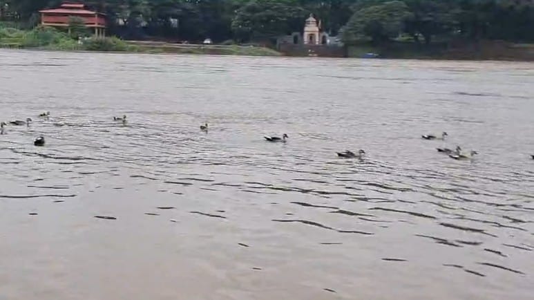सांगली कृष्णा नदी दुथडी भरून वाहत असताना तिच्या वाढलेल्या पात्रात हळदी-कुंकू बदकांच्या थव्याने मुक्तपणे विहार करीत असताना पाहून निसर्गप्रेमींचे लक्ष वेधून घेतले.