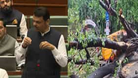 काल एकाच दिवसात.. मुंबईत झाडं कोसळण्याची धक्कादायक आकडेवारी आली समोर.