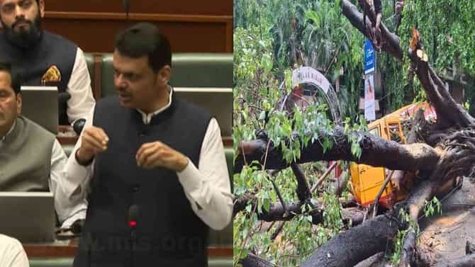 Devendra Fadnavis : मुंबईत दरवर्षी पावसात सरासरी 800 झाडं कोसळतात, पण काल एकाच दिवसात..मुख्यमंत्र्यांनी दिलेली आकडेवारी धक्कादायक